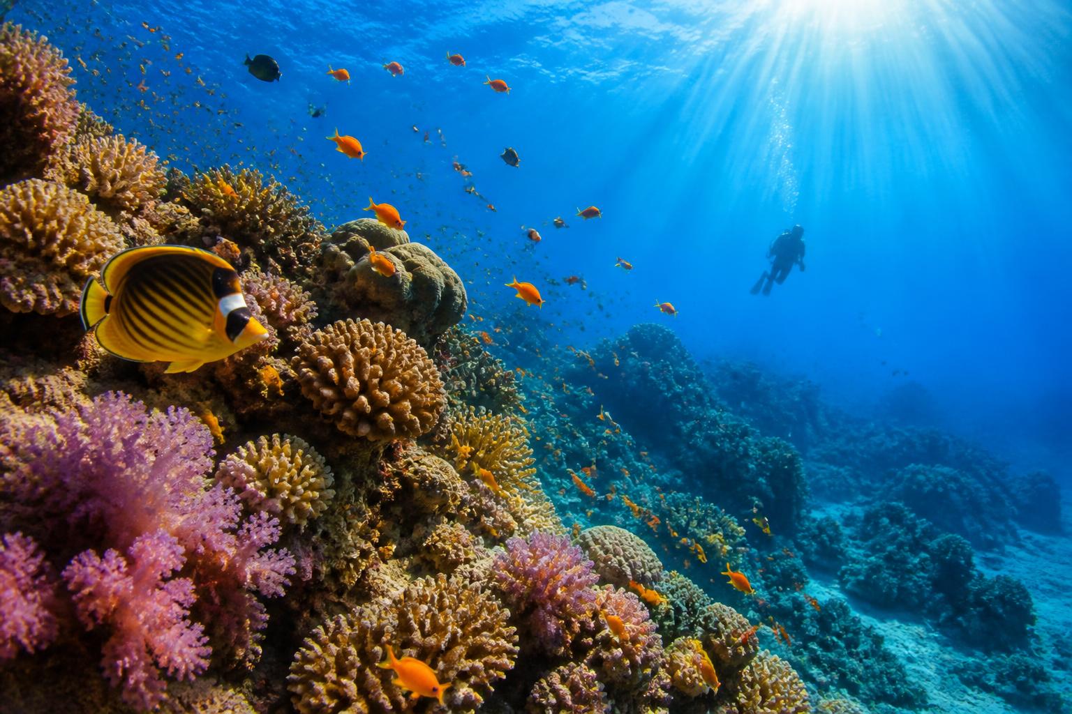Bunte Korallen und tropische Fische am Riff im Roten Meer